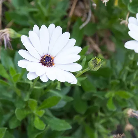 Maison 3* Tresnuraghes