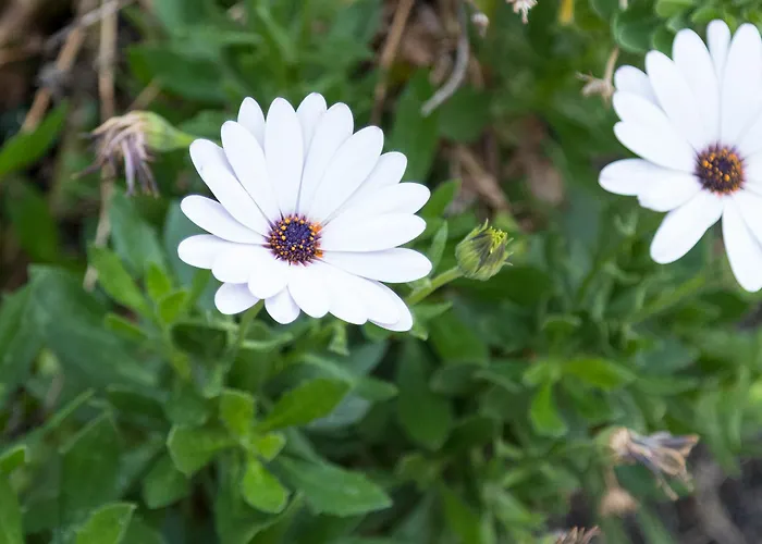 Maison 3* Tresnuraghes